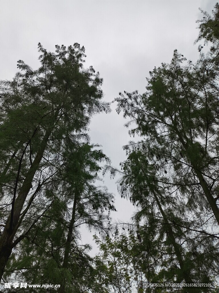 仰視茂密樹林樹梢