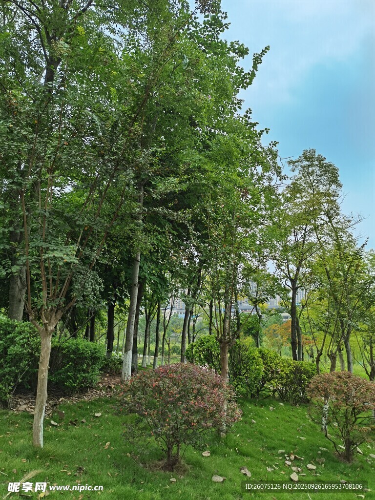 綠意盎然的戶外園林景觀