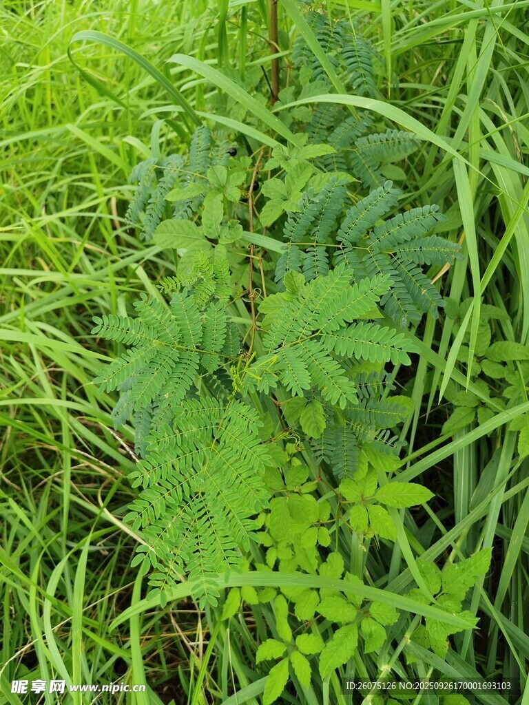 茂密綠色植物景觀