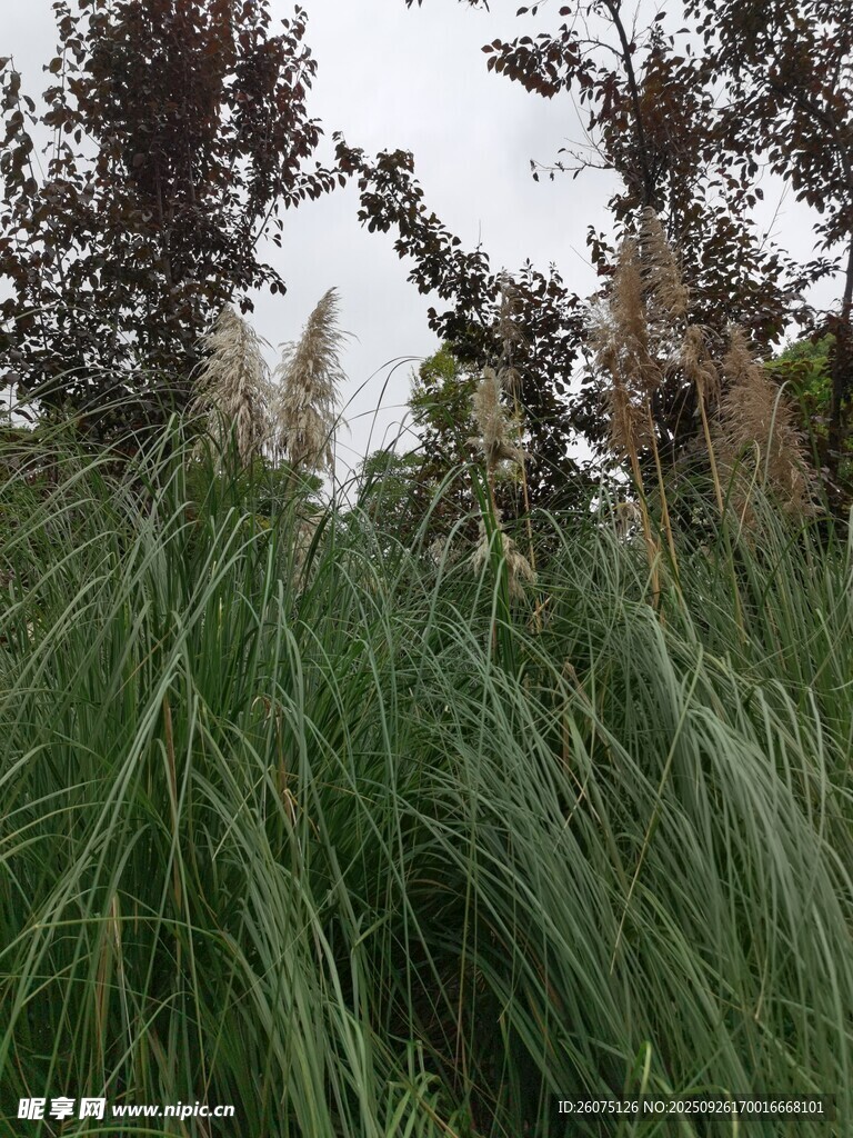 野外茂密草叢與樹(shù)木景觀