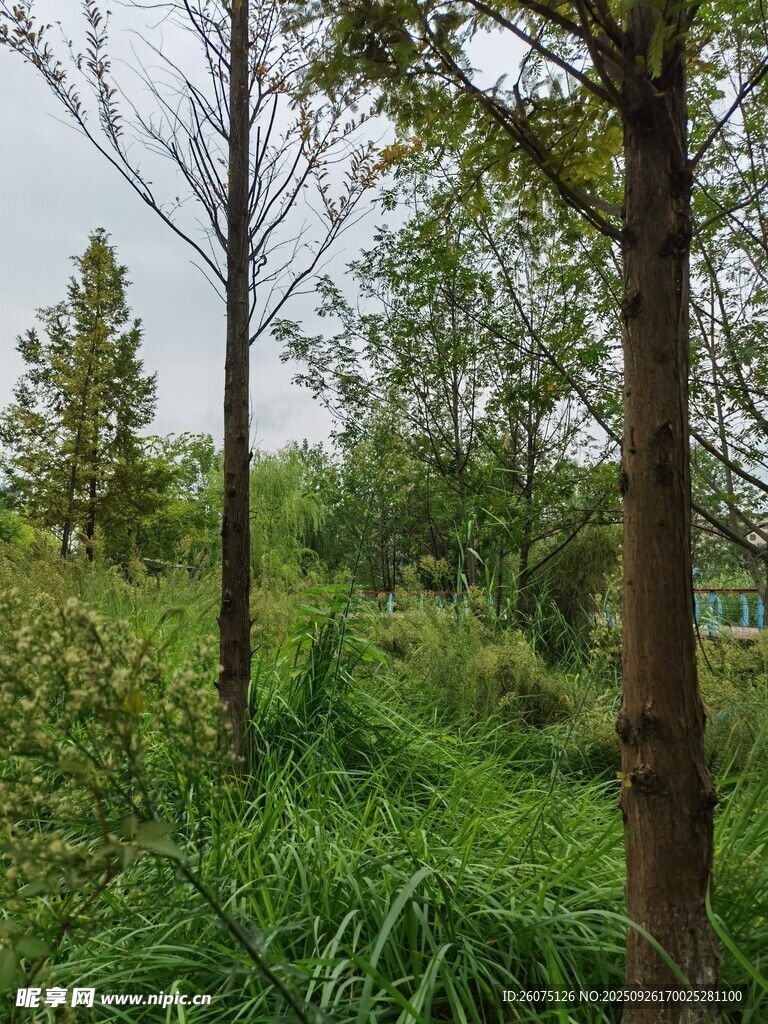 林間綠意盎然的自然景致