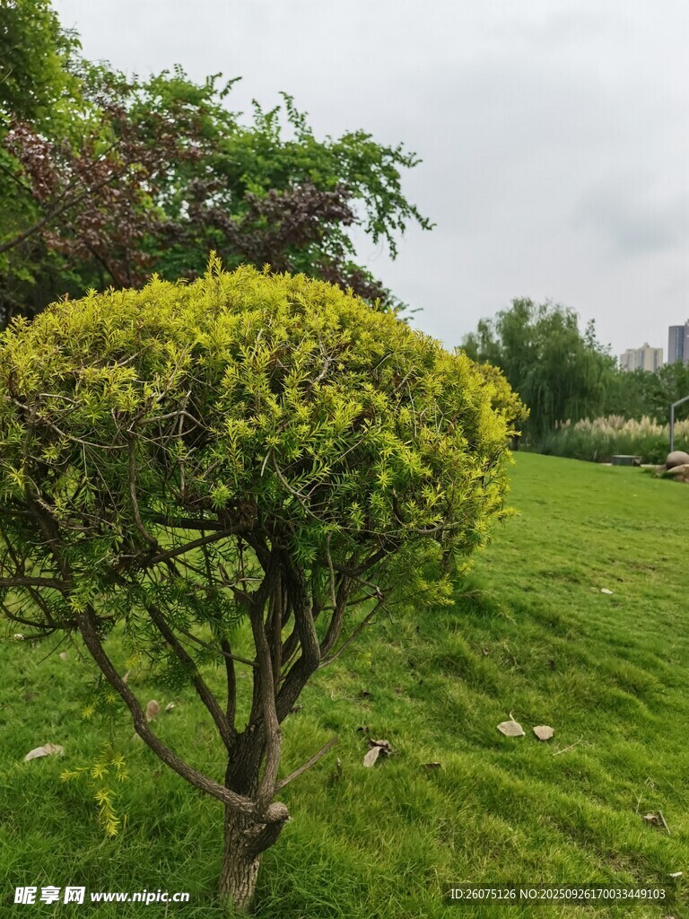 修剪別致的草地景觀樹(shù)