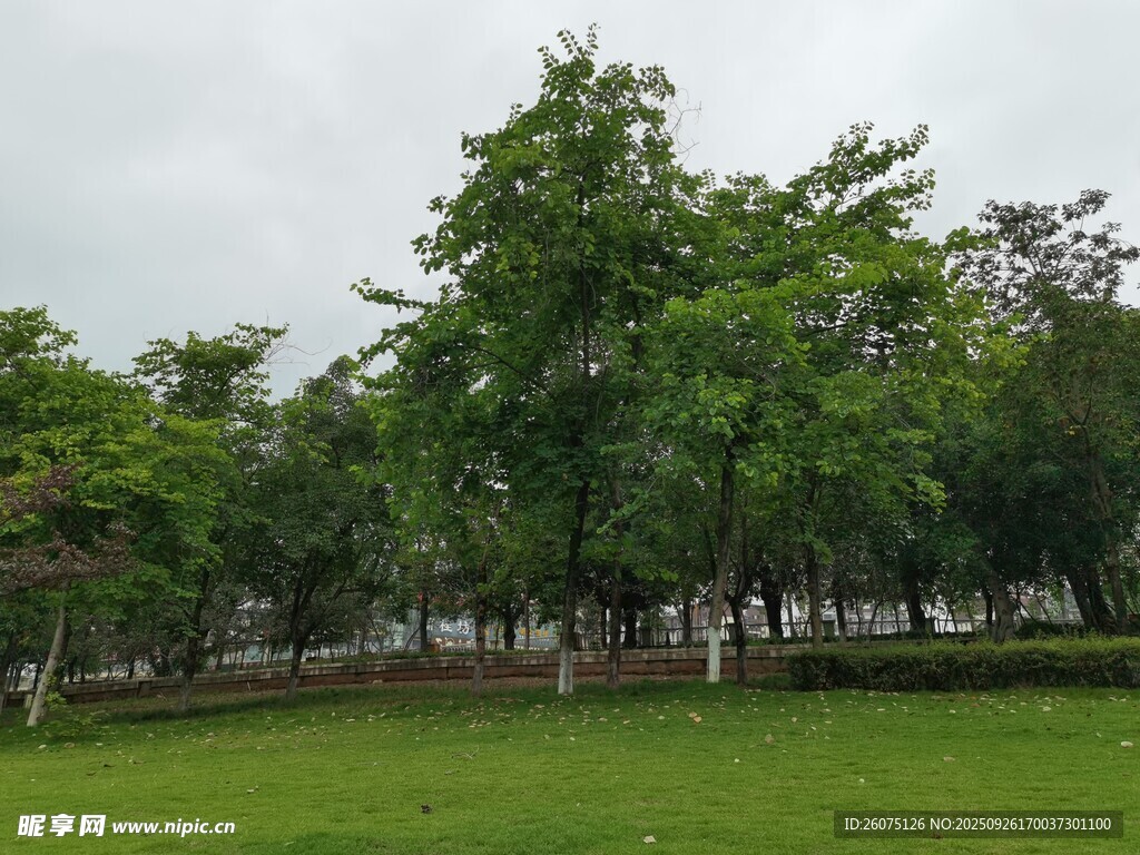 綠意盎然的公園草坪景色