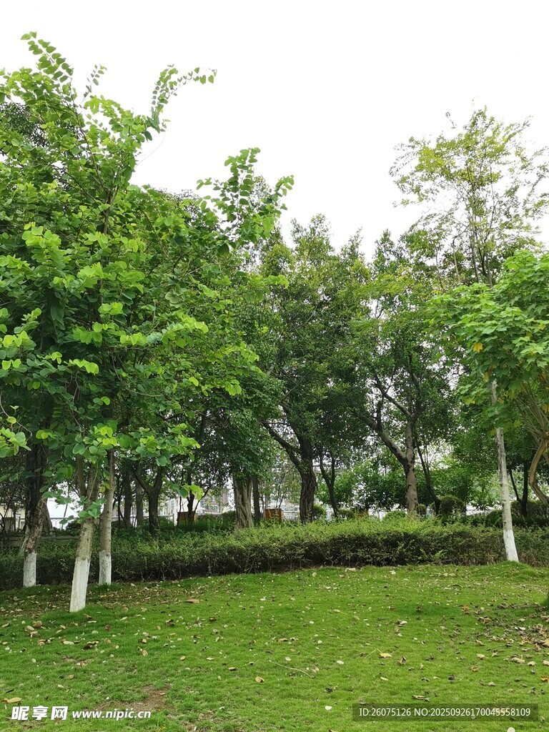 綠意盎然的公園草地樹林