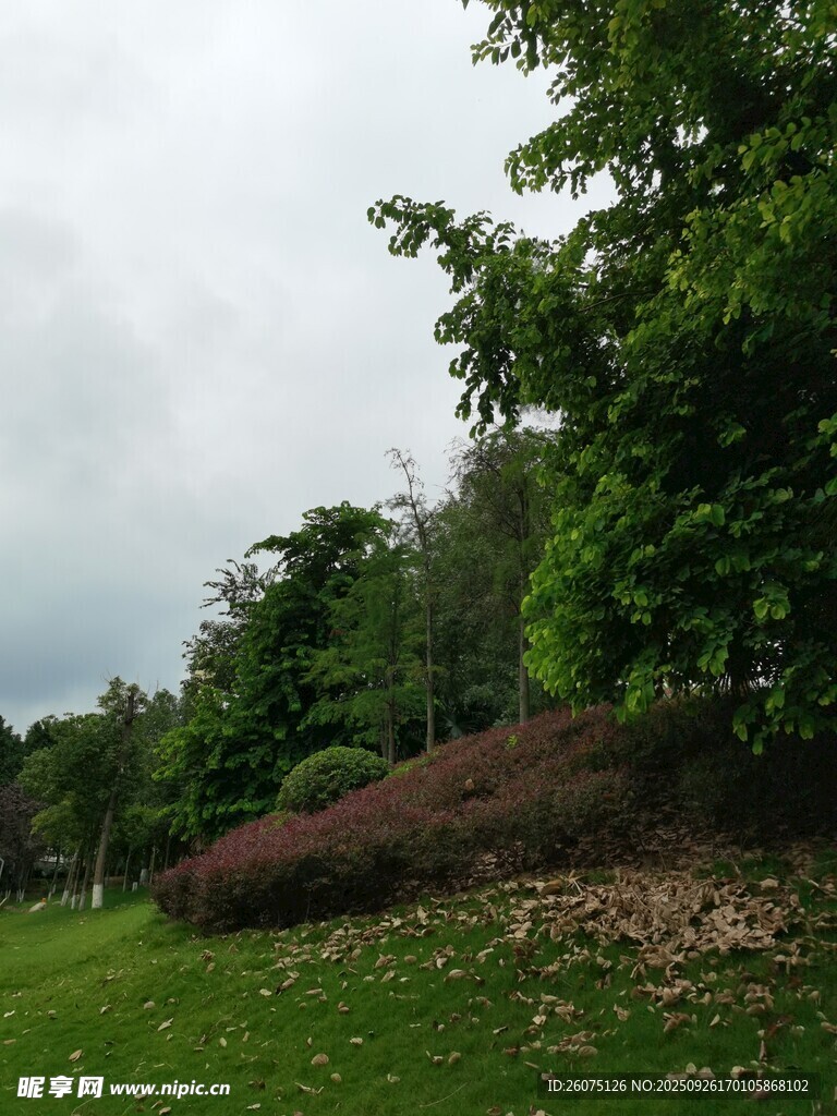 綠意盎然的戶外草地景觀