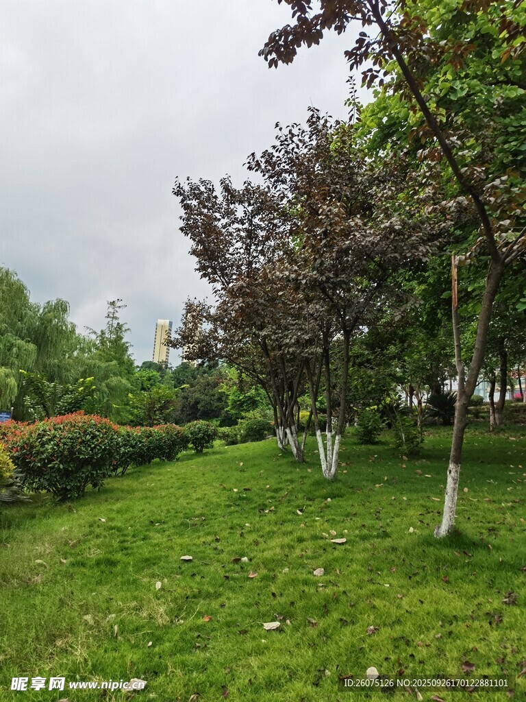 綠意盎然的公園景色