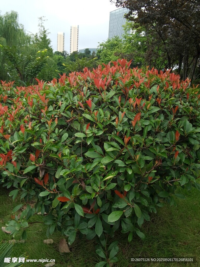 綠葉間的艷紅花卉景觀
