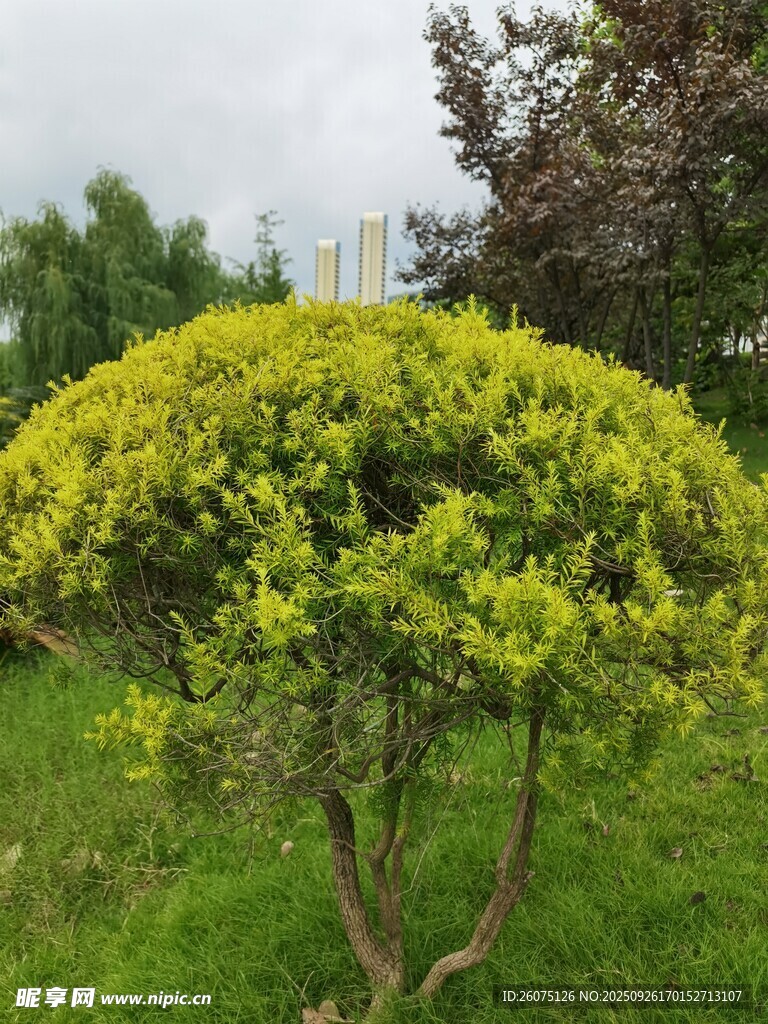 球形綠植生機盎然