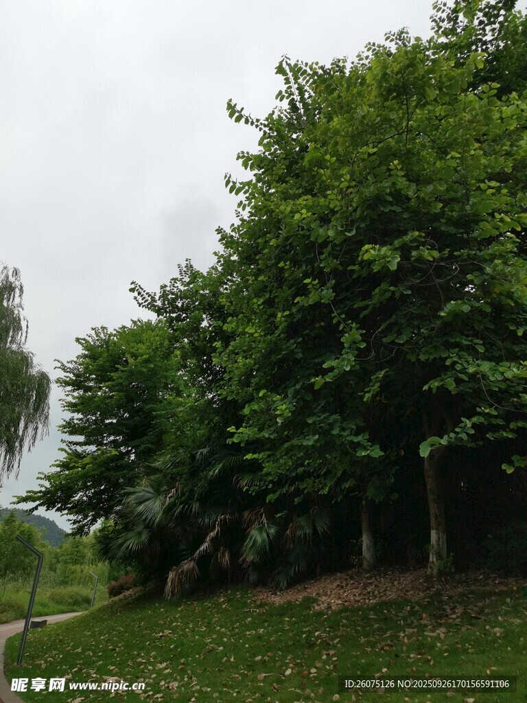 綠意盎然的樹(shù)林景觀