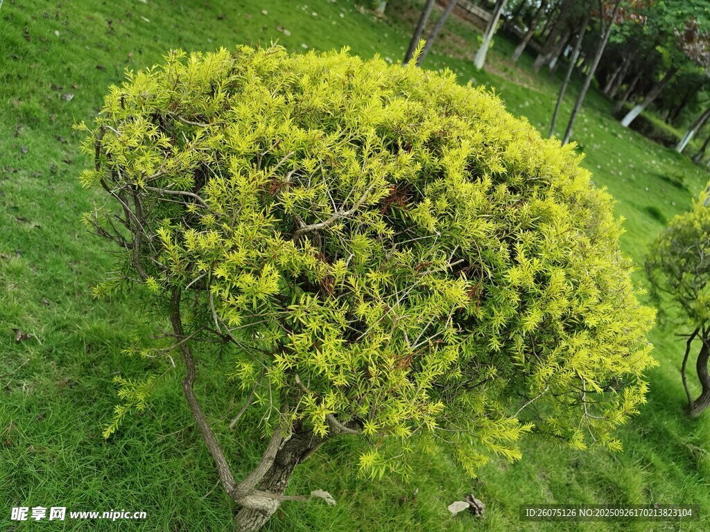 球形綠植生機(jī)勃勃