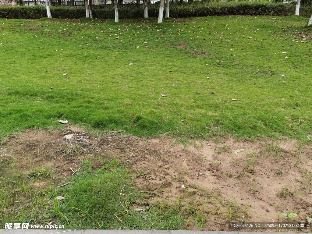戶(hù)外草地局部景象
