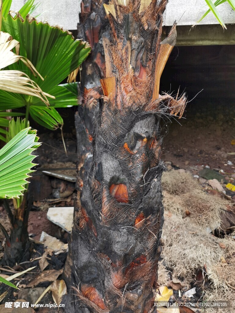 燒焦樹干的近景特寫