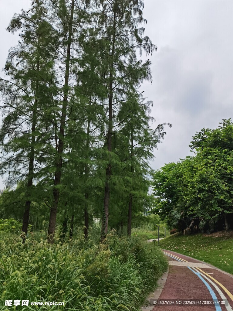 林間蜿蜒小路綠意盎然