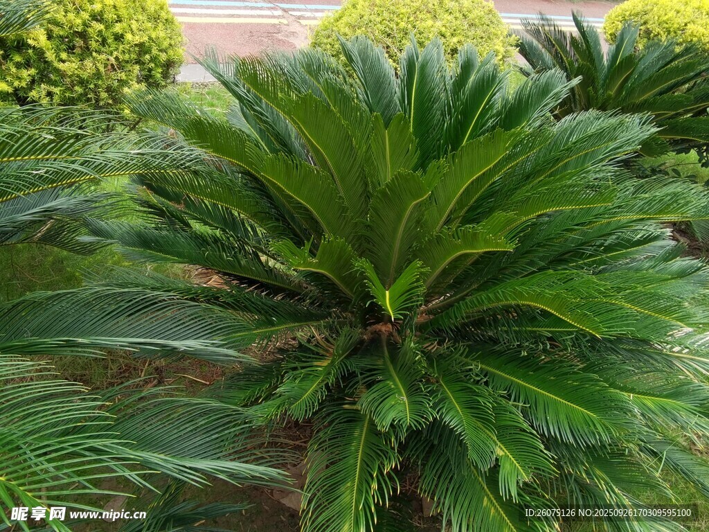 翠綠蘇鐵植物特寫