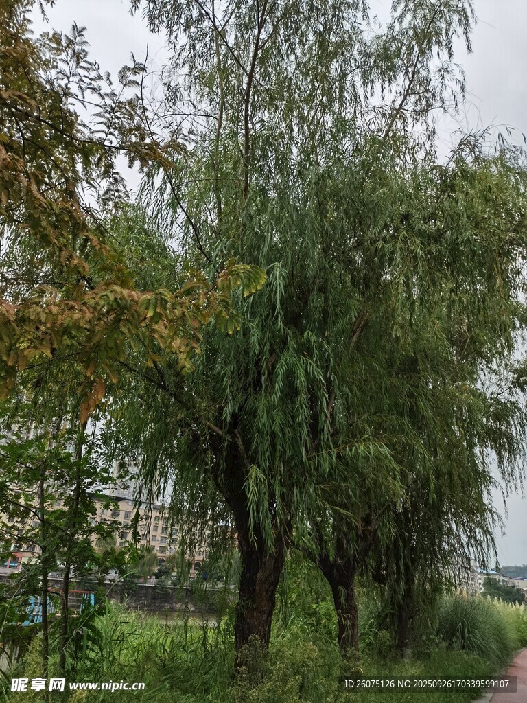 鄉(xiāng)間綠樹成蔭的幽靜小路