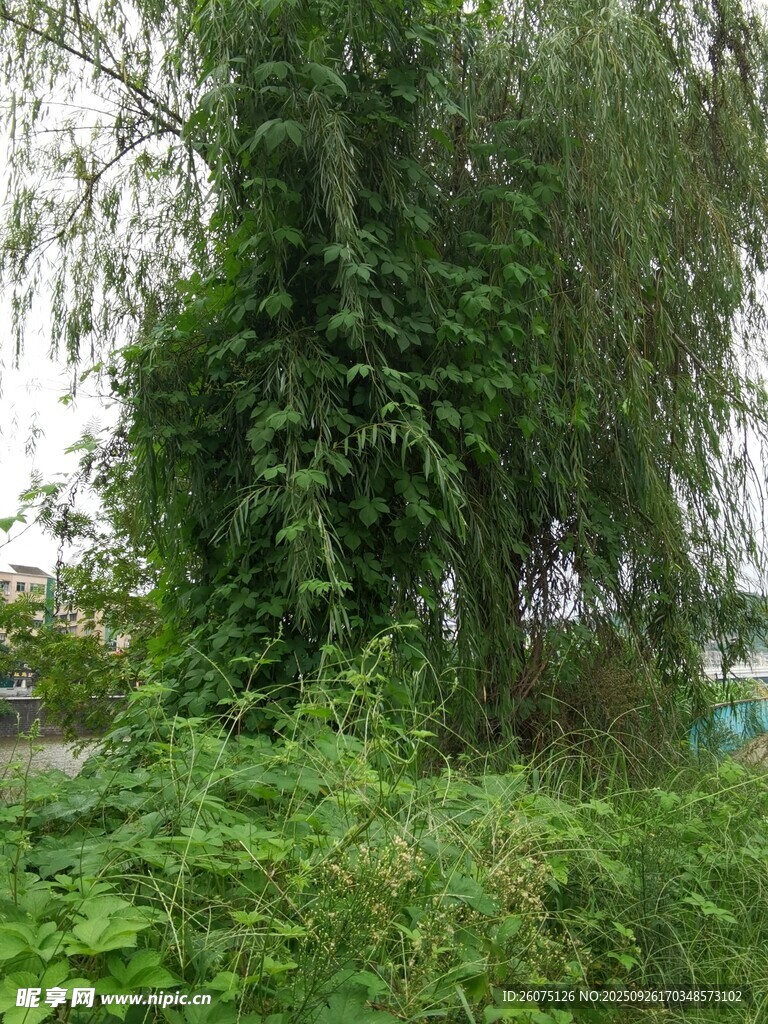 繁茂綠植覆蓋的蔥郁景象