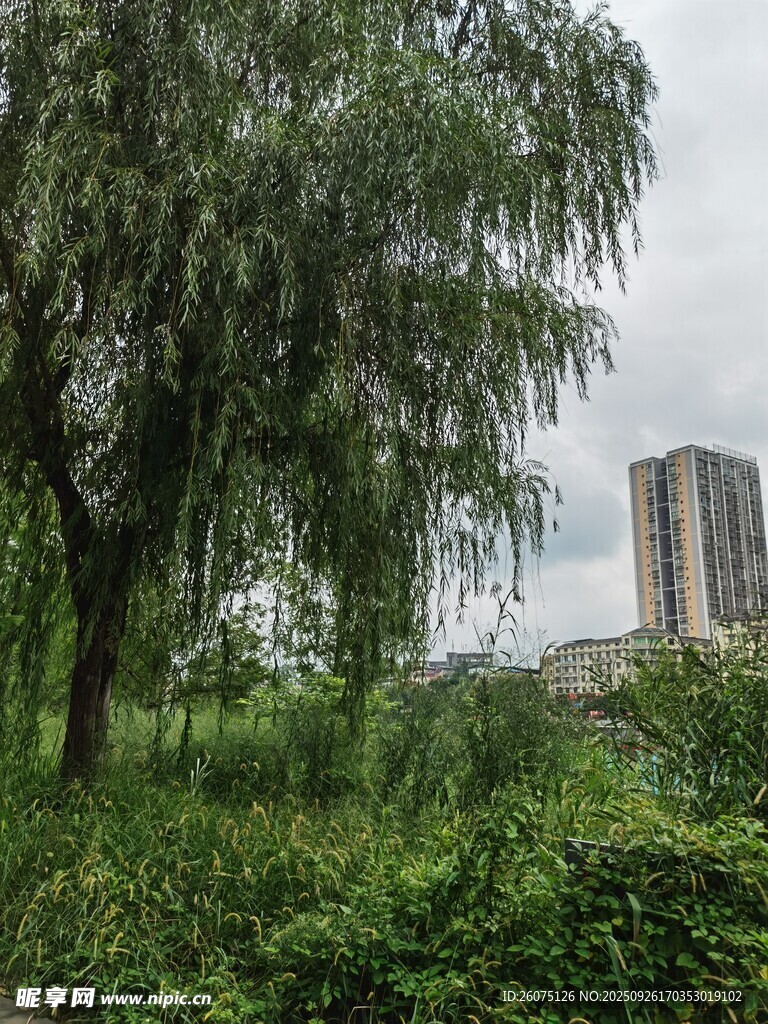 城市中繁茂的綠樹與高樓