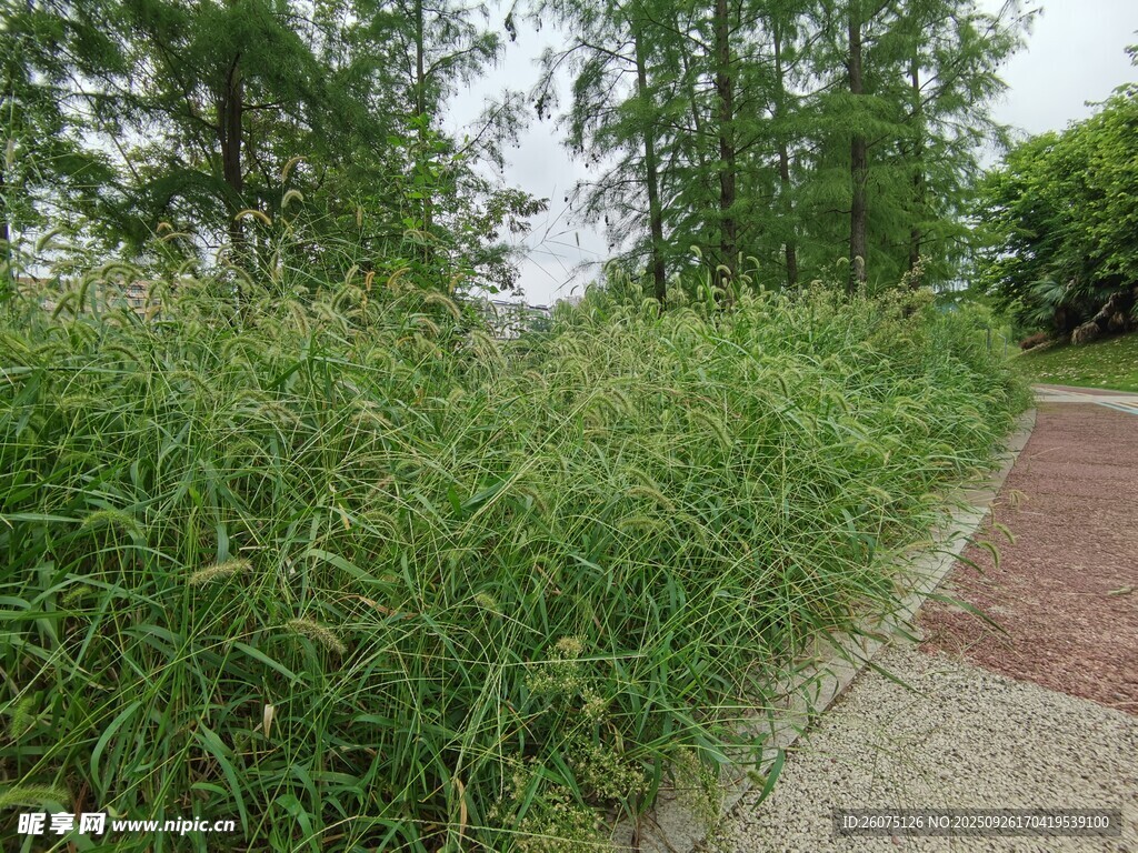 路邊蔥郁草叢與樹木景觀