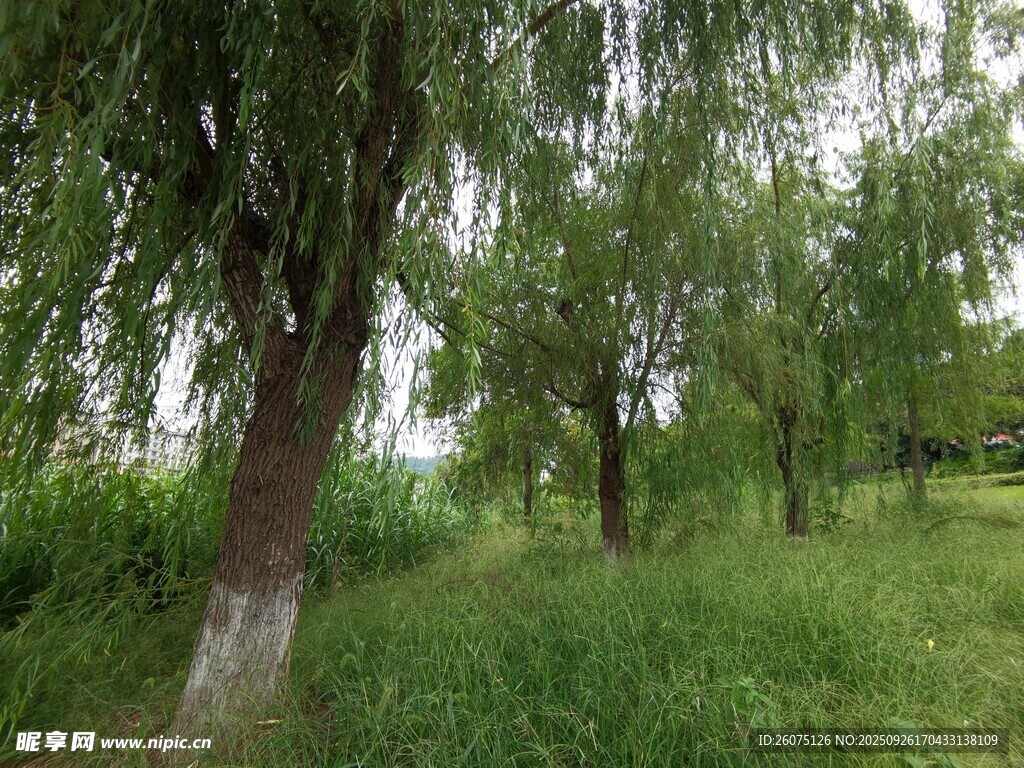 夏日柳樹林的清新景致