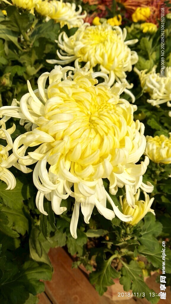 綻放的黃色菊花