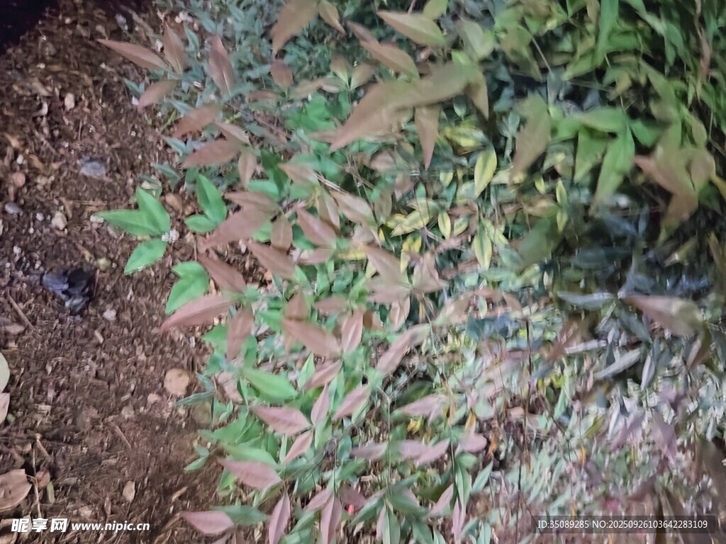 地面上的多樣綠色植物