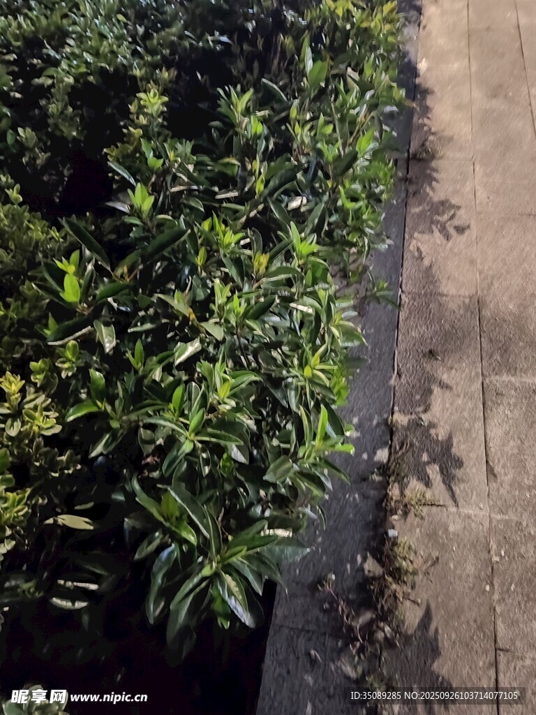 綠葉植物景觀