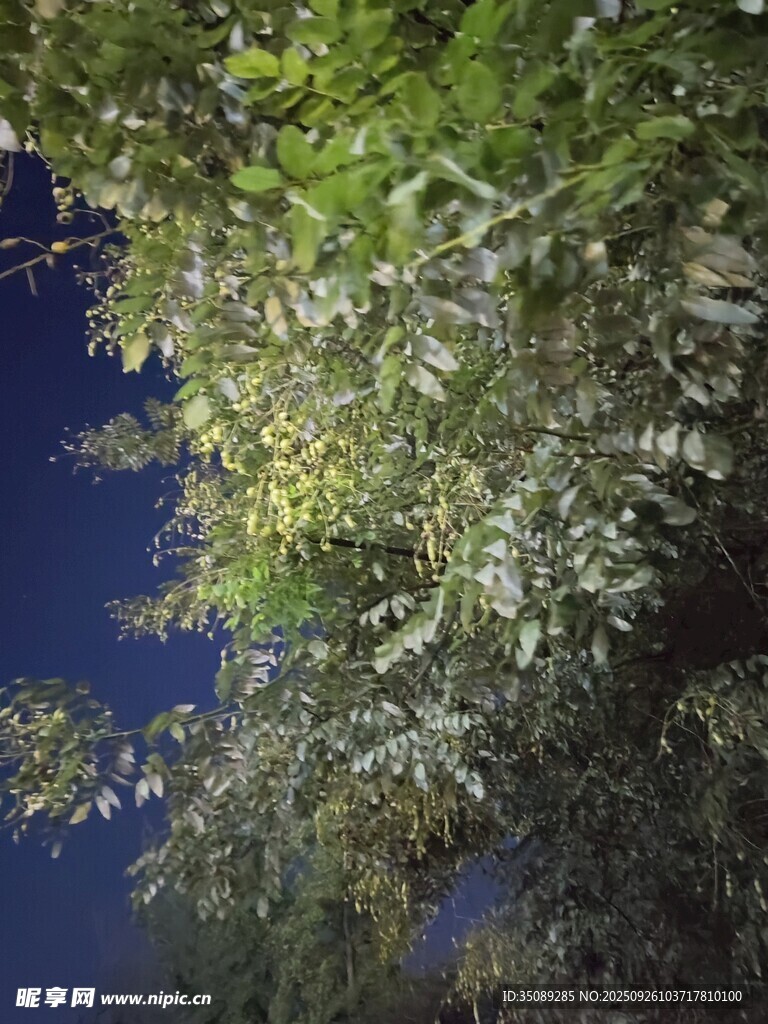 夜空下的繁茂綠植