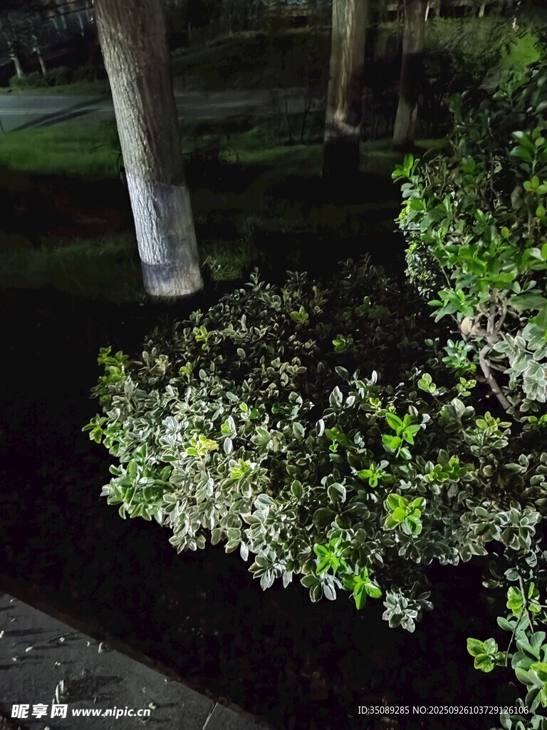 夜晚樹下的繁茂綠植