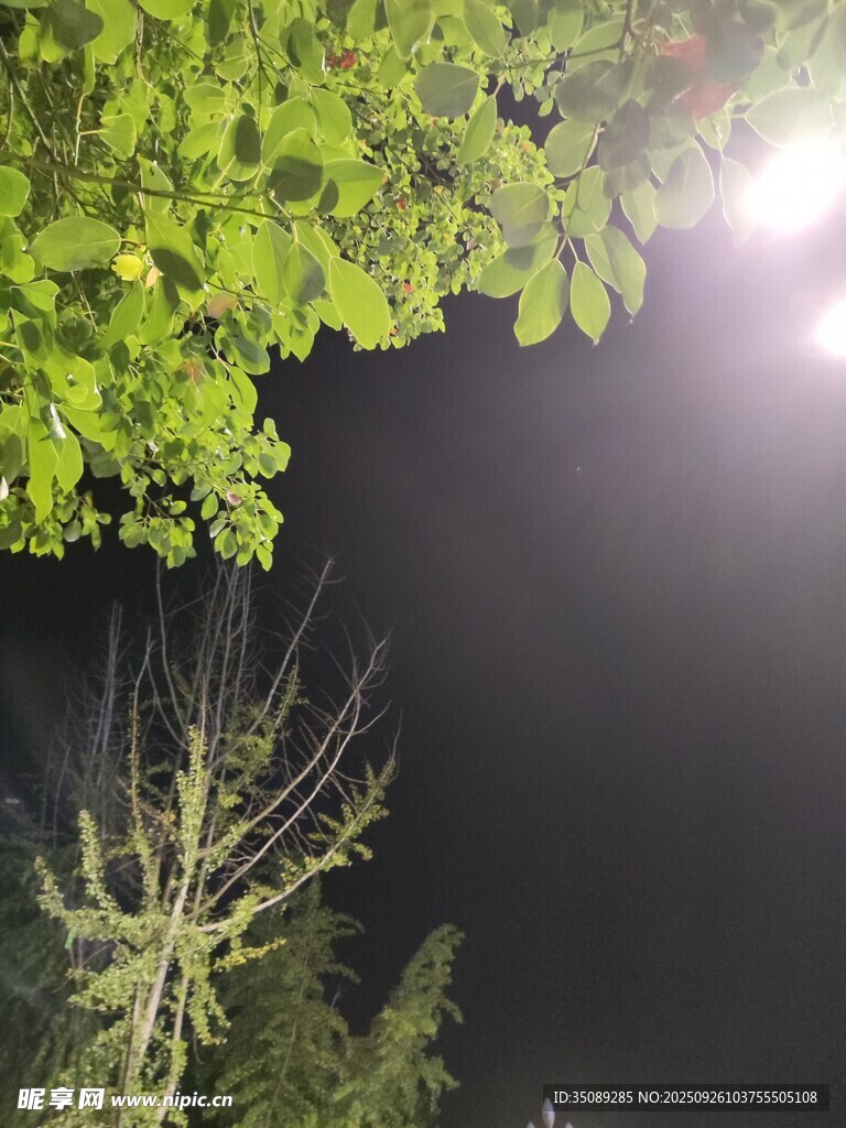 夜下綠植靜謐自然之景