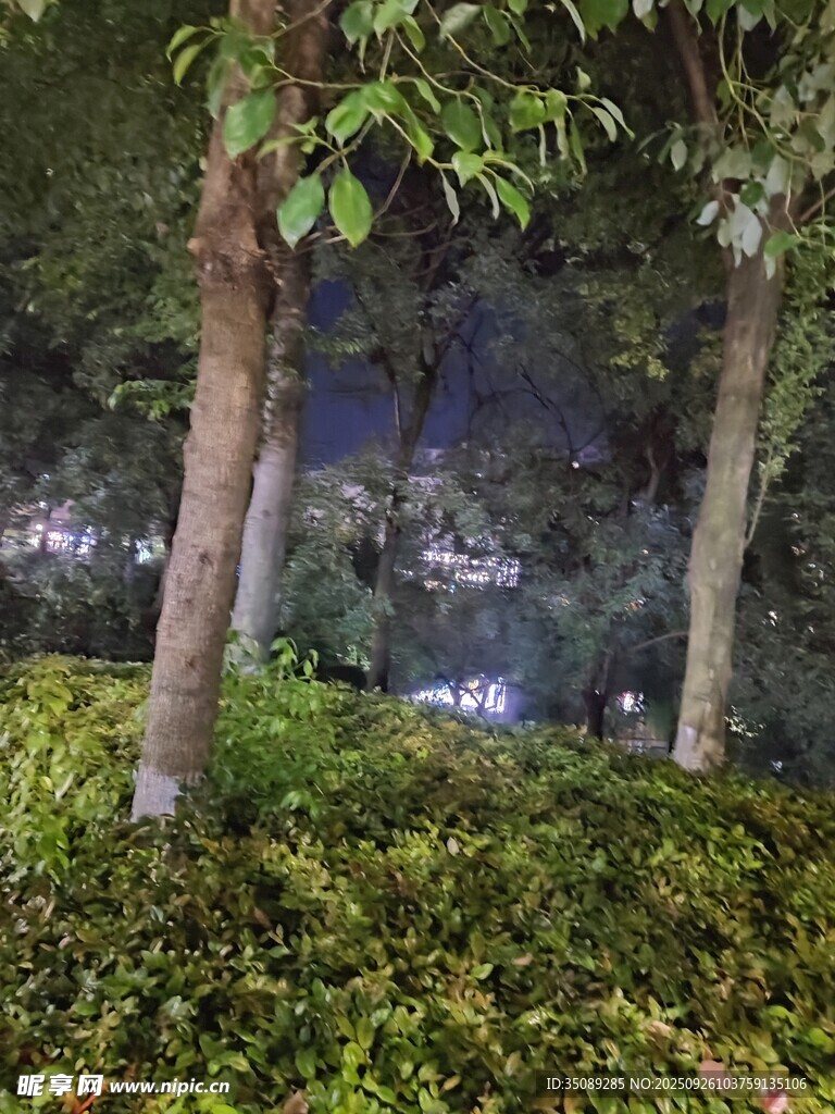 夜晚樹林中的綠植景觀