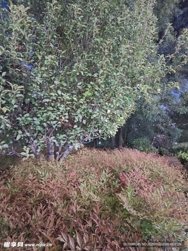 秋日園林植物景觀