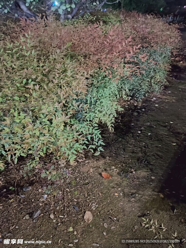 夜色中多彩的灌木叢