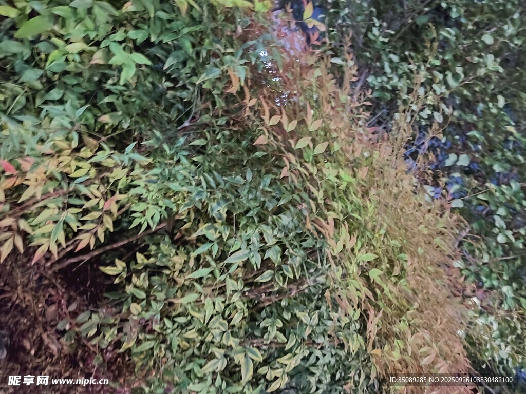繁茂綠植中的隱秘小徑