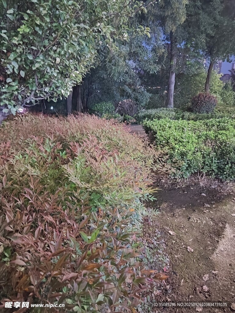 園林景觀中的多彩灌木叢
