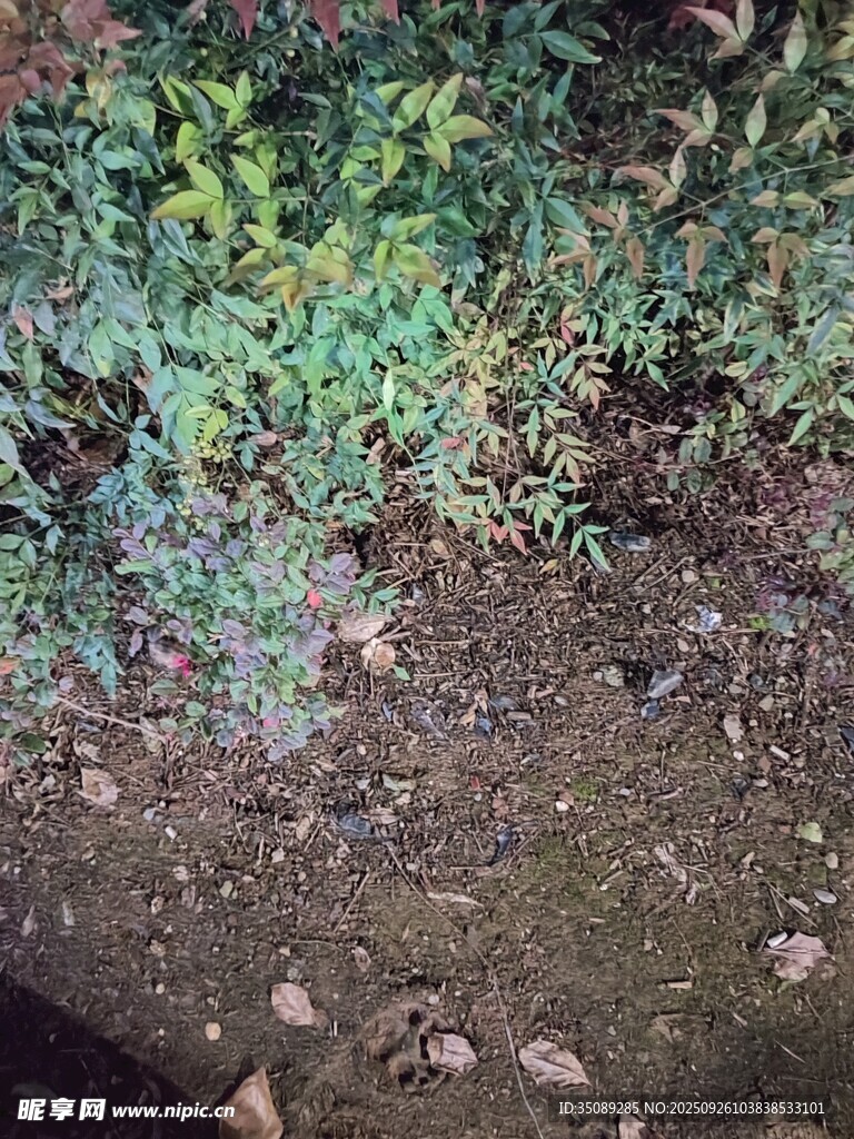 地面綠植與碎石景象