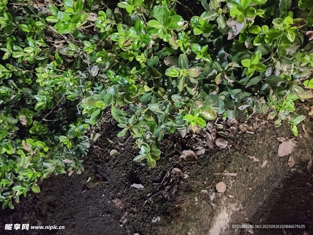 綠葉繁茂的地面植物景觀