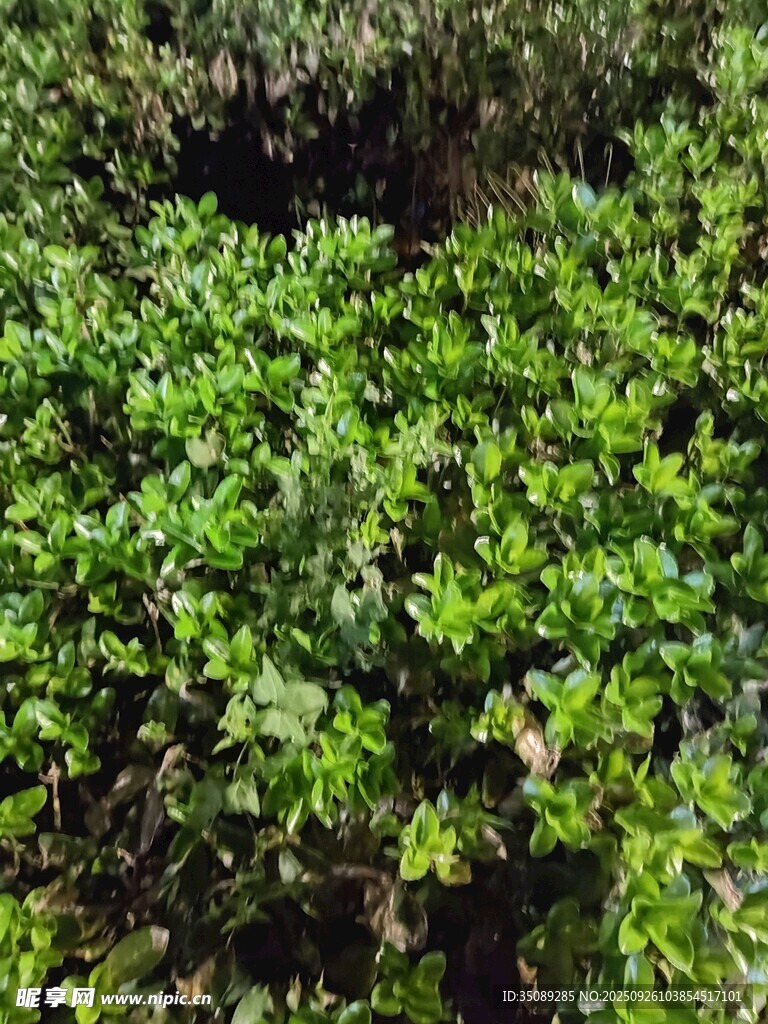 翠綠繁茂的灌木叢