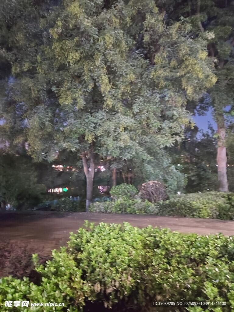 夜晚靜謐的綠植樹木景觀