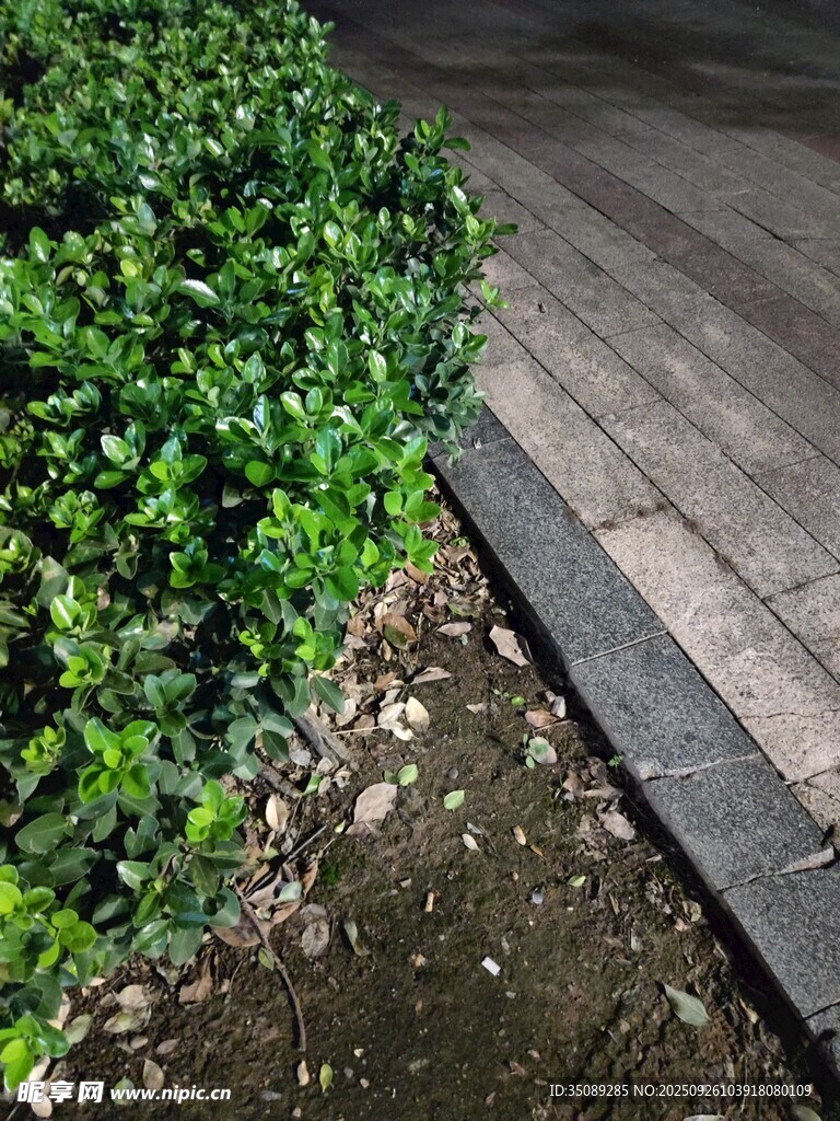 路邊綠植與木質(zhì)步道一角