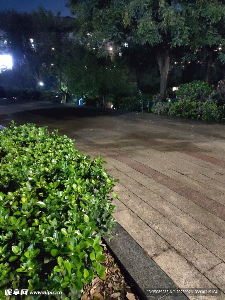 夜晚公園的綠植與步道