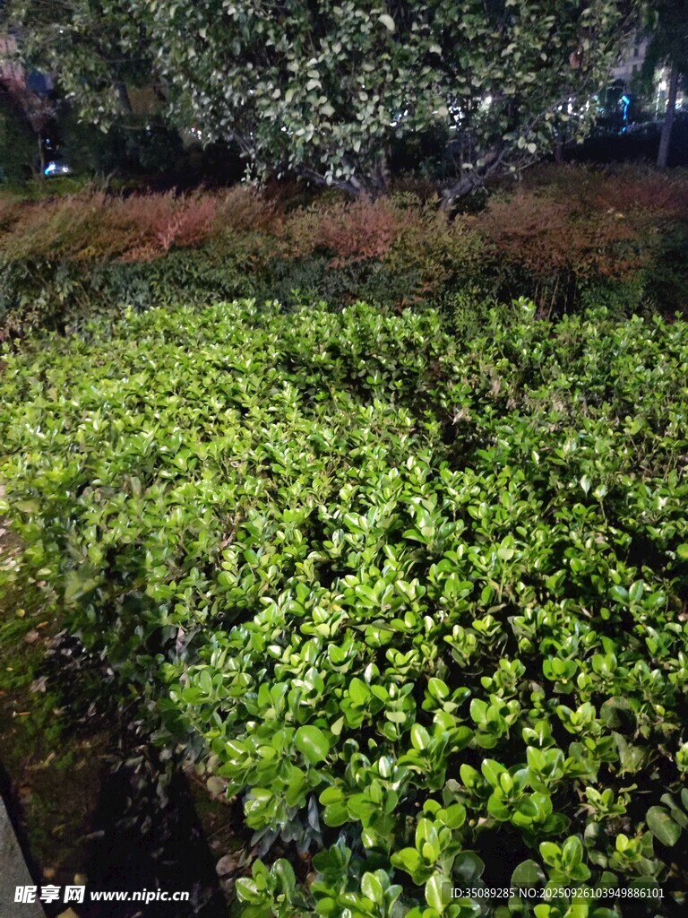 夜晚中的翠綠植物景觀