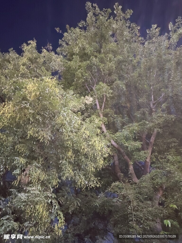 夜幕下的蔥郁樹林