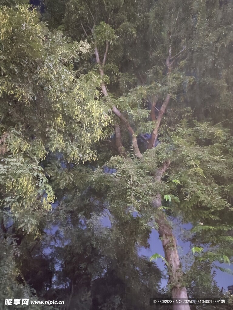 茂密叢林中的林間景象