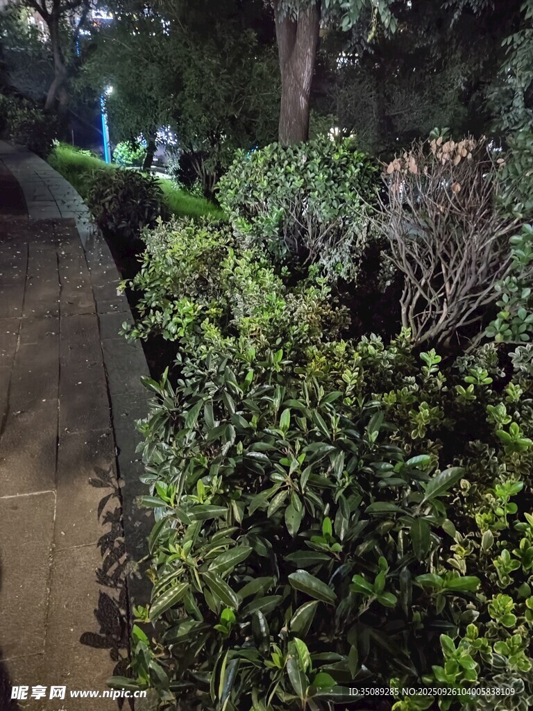 夜晚路邊綠植景觀