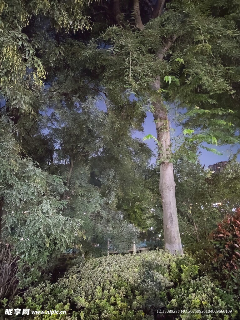 林間繁茂樹木與蔥郁植被