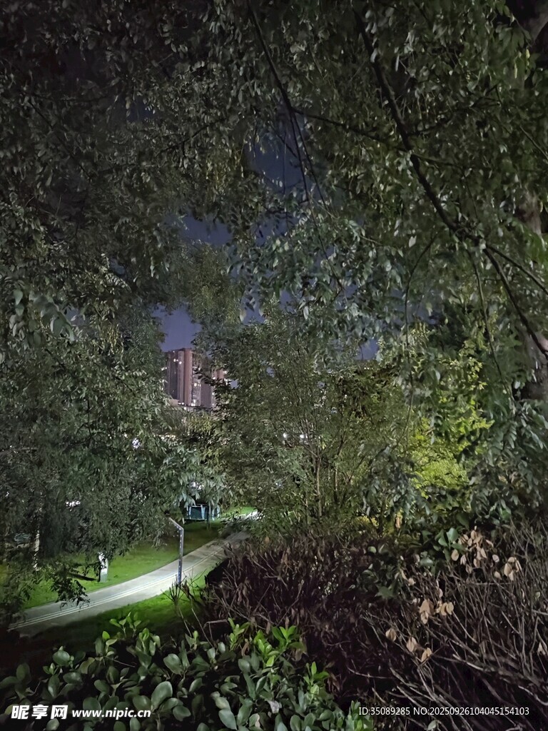 夜晚叢林中的手電筒光束
