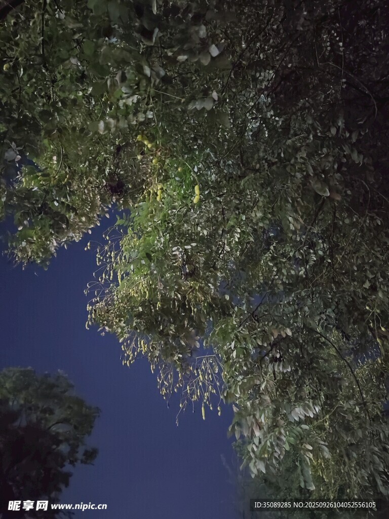 仰望夜空下的繁茂枝葉
