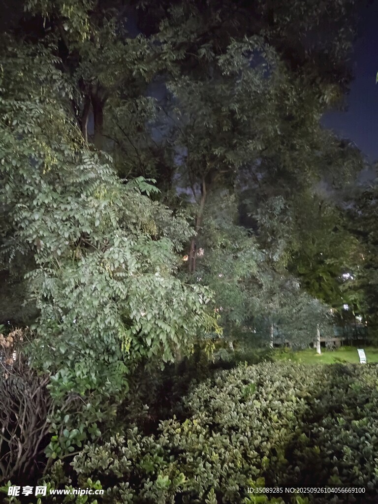 夜晚繁茂綠植景觀
