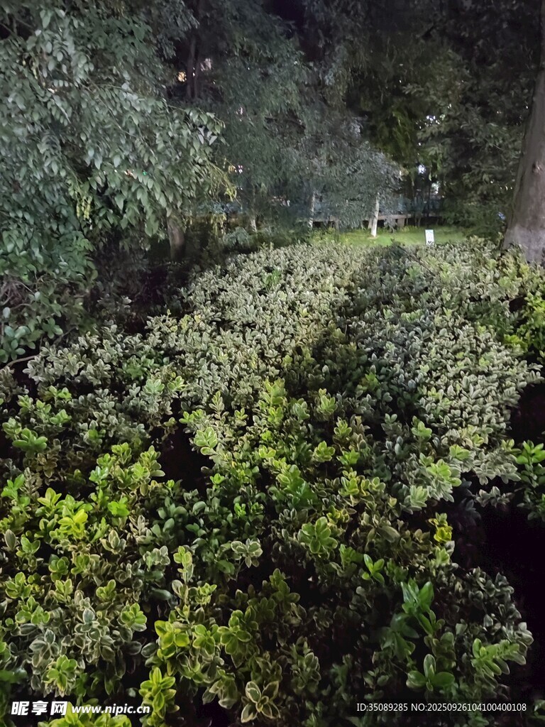 夜晚繁茂綠植俯瞰景象