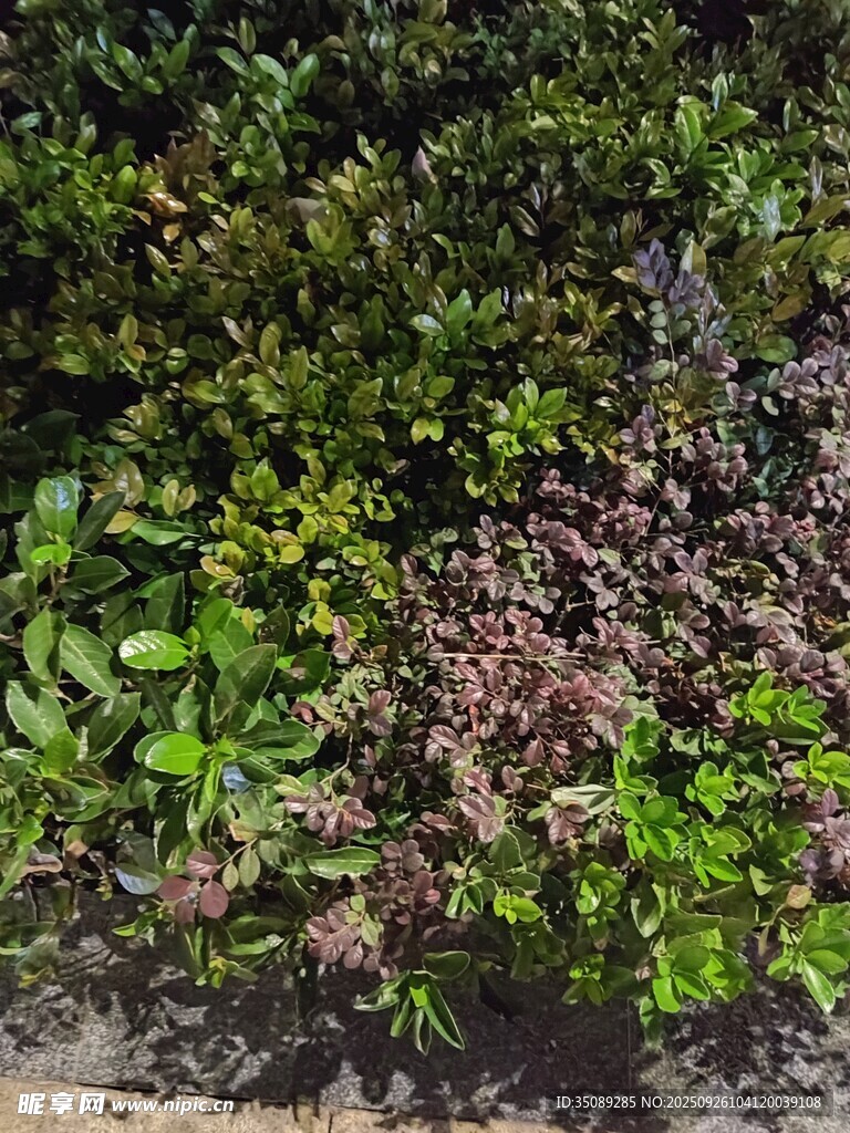 綠葉與變色植物景觀